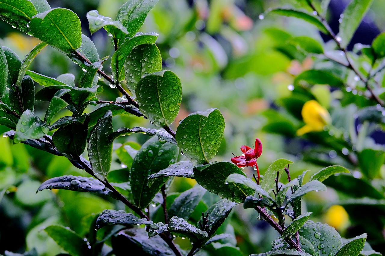 Setup Your Own Rainwater Harvesting System for an Eco-Garden